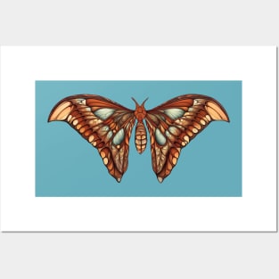 An illustration of an atlas moth Posters and Art